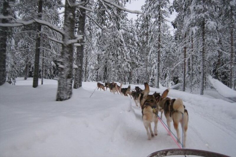 sirkka-husky-sled-ride-in-levi