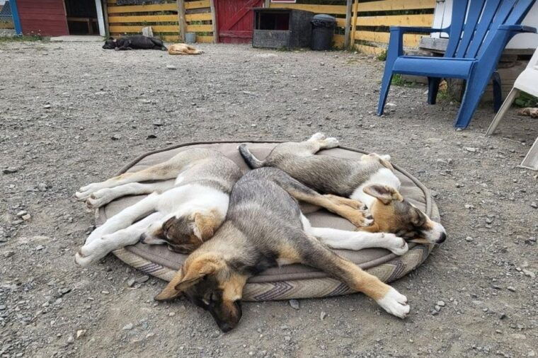 skagway-klondike-highway-yukon-bus-tour-with-husky-kennel-2