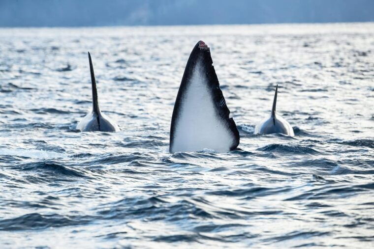 skjervoy-orca-and-whale-watching-comfort-heated-boat-trip