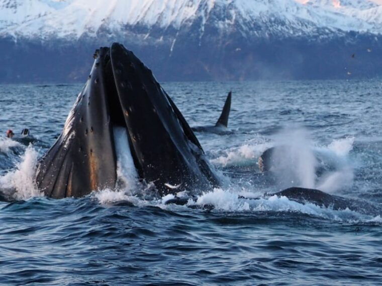 skjervoy-whale-and-orca-watching-tour-by-rib-boat