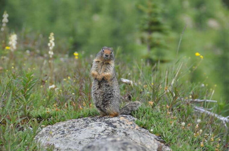 skoki-lake-louise-daily-guided-hike-in-the-canadian-rockies