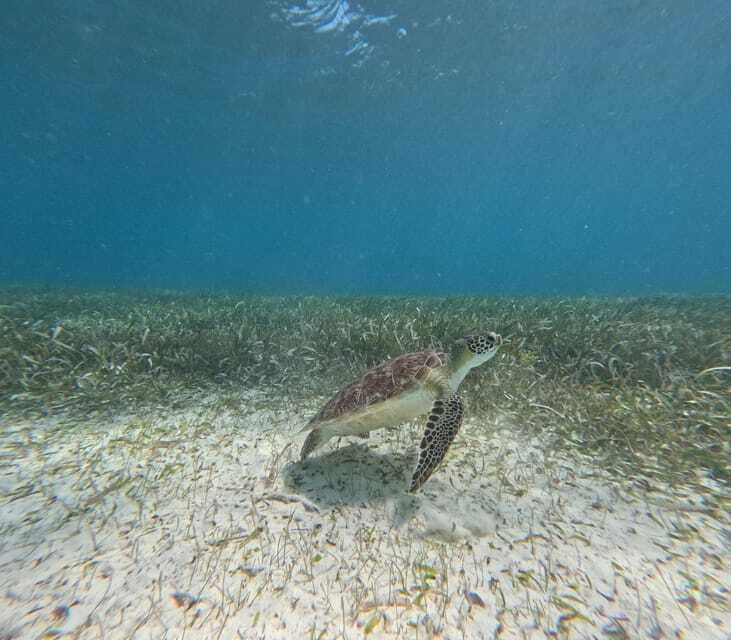 snorkel-with-tropical-fish-reefs-and-in-search-of-turtles