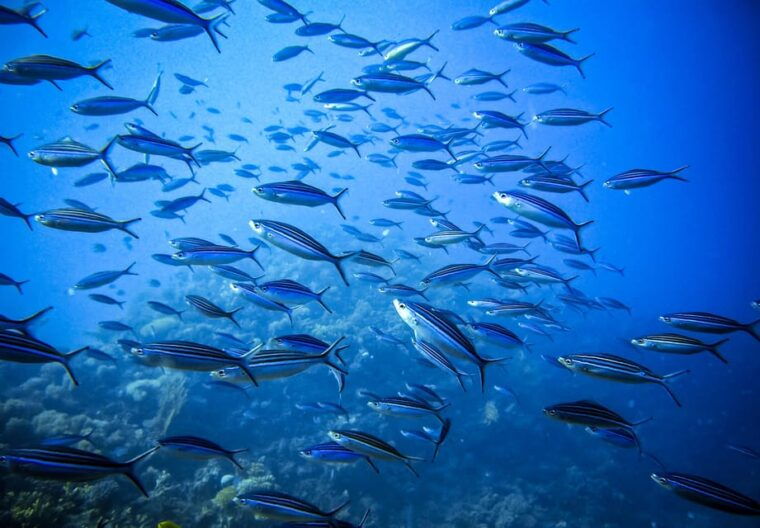 snorkeling-for-beginners-in-crystal-clear-sea-of-halkidiki