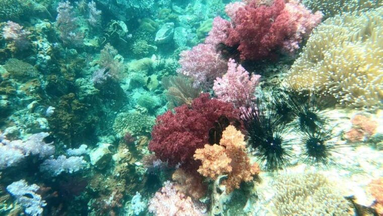 snorkeling-program-1-private-boat-lunch-included