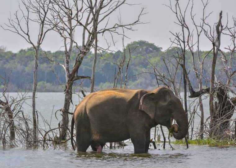 sri-lanka-2-day-national-parks-trip-hotel-transport-guide