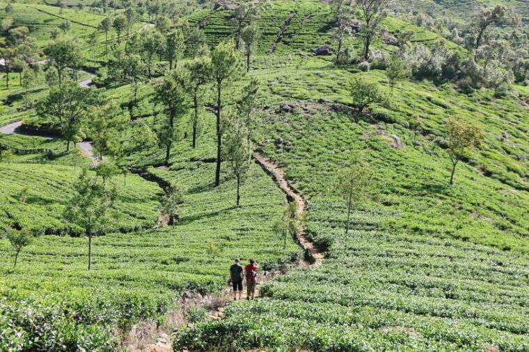 sri-lanka-3-day-cultural-triangle-hill-country-train-tour
