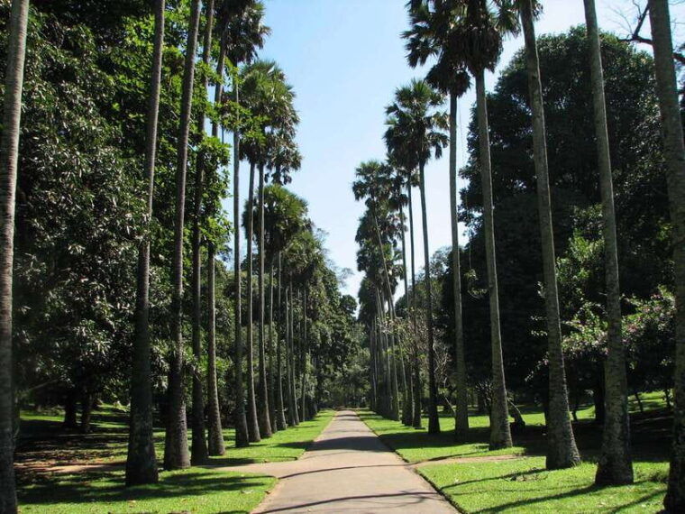 sri-lanka-4-day-kandy-nuwara-eliya-tea-hill-country-tour
