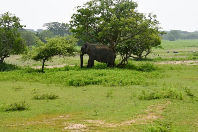 sri-lanka-5-day-private-country-side-tour-car-hotels-food