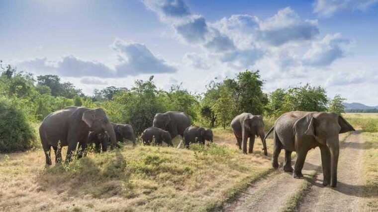 sri-lanka-6-day-luxury-honeymoon-tour