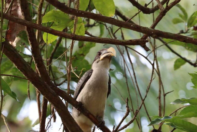 sri-lanka-bentota-private-mangrove-lagoon-and-river-cruise