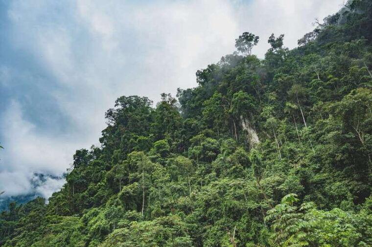 sri-lanka-sinharaja-rainforest-tour-from-colombo-bentota
