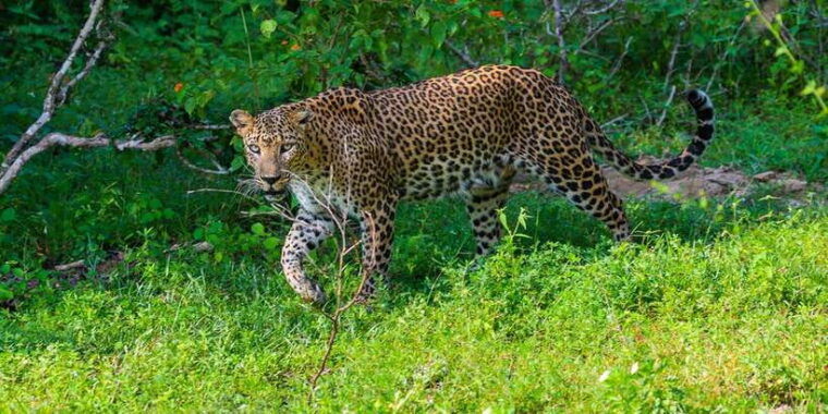 sri-lanka-wildlife-wonders-of-sri-lanka-private-5-day-tour