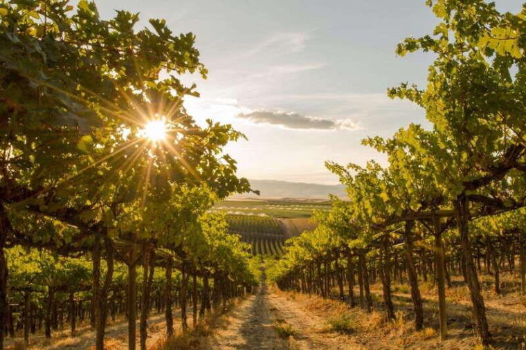 summerland-summerland-full-day-guided-wine-tour