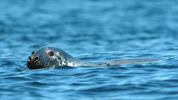 tadoussac-charlevoix-3-hour-whale-watching-boat-tour