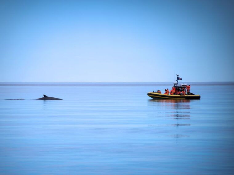 tadoussac-charlevoix-whale-watching-zodiac-tour