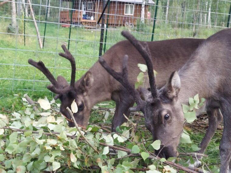 talkeetna-the-reindeer-grove-homestead-tour-and-forage