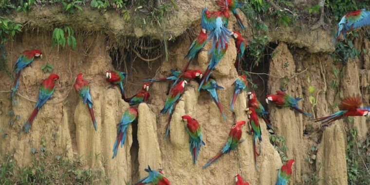tambopata-macaw-clay-lick-4-days-3-nights-2