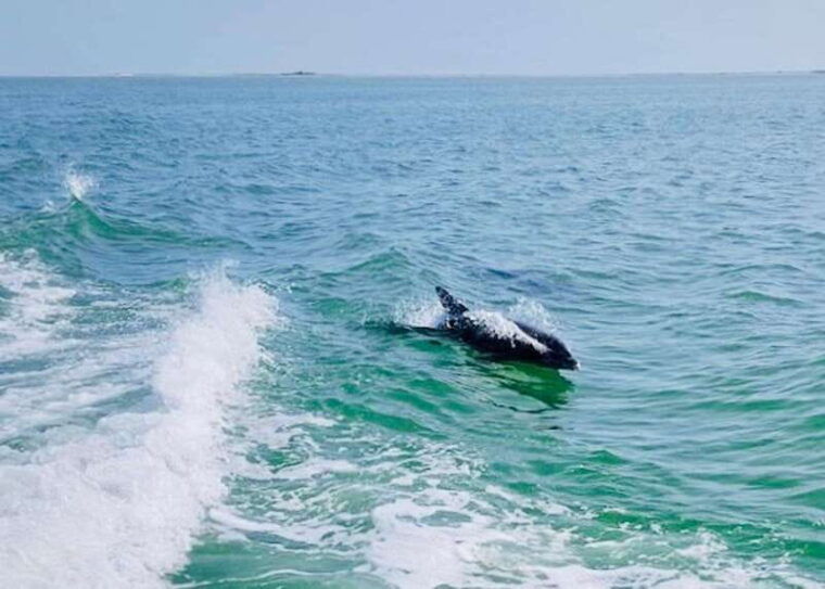 tarpon-springs-evening-dolphin-cruise-2