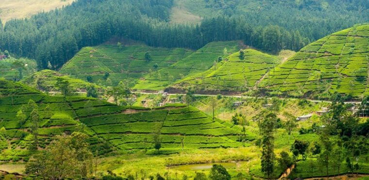 tea-plucking-tea-factory-tour-from-nuwara-eliya