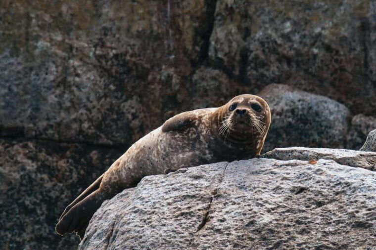 telegraph-cove-half-day-kayaking-tour