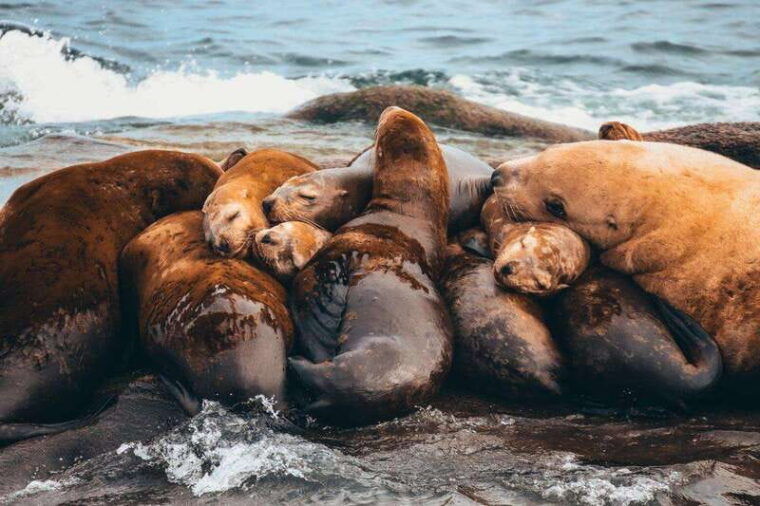telegraph-cove-whale-watching-adventure-with-free-photos