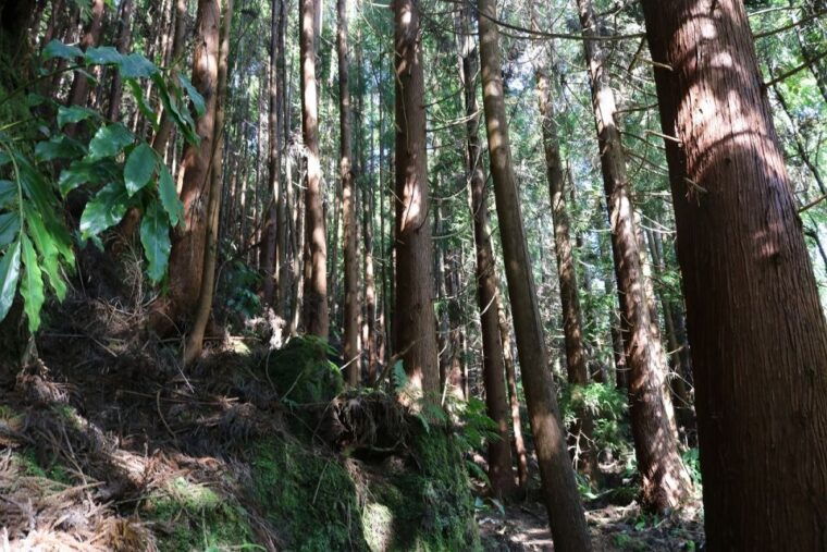 terceira-island-walking-trails-hiking-tour