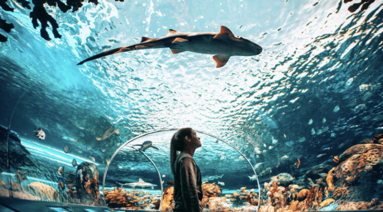 toronto-ripleys-aquarium-of-canada-entry-ticket