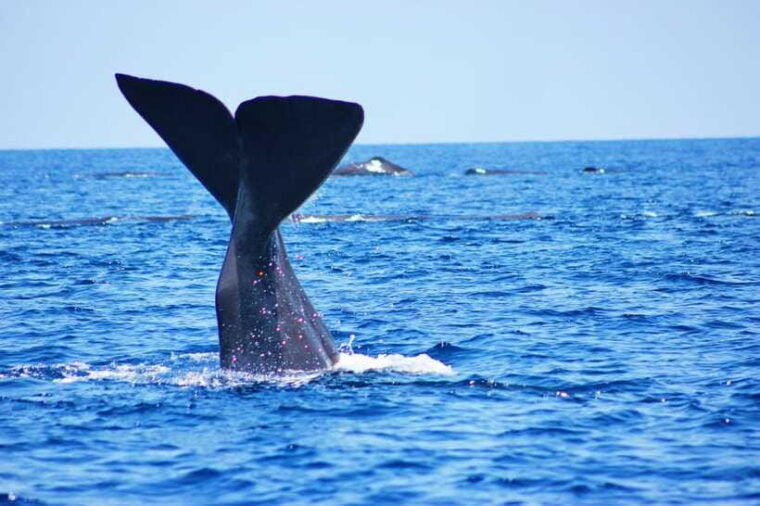 trincomalee-whale-and-dolphin-watching-tour