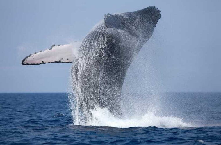 trincomalee-whale-dolphin-watching-pigeon-island-tour