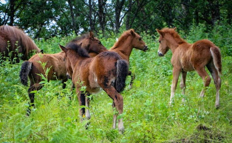 tromso-lyngen-horse-summer-evening-riding-experience