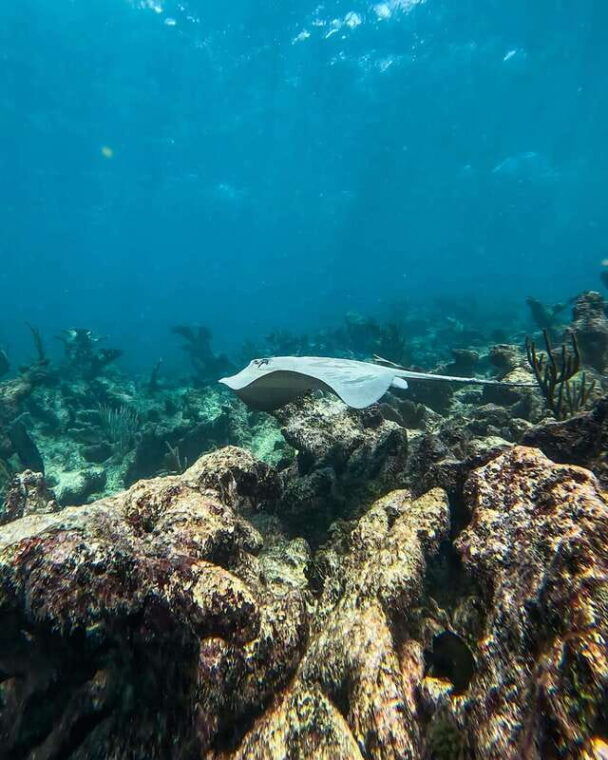 tulum-snorkeling-at-paradise-reef