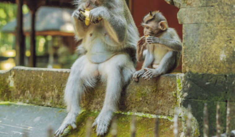 ubud-full-day-private-tour-with-all-inclusive