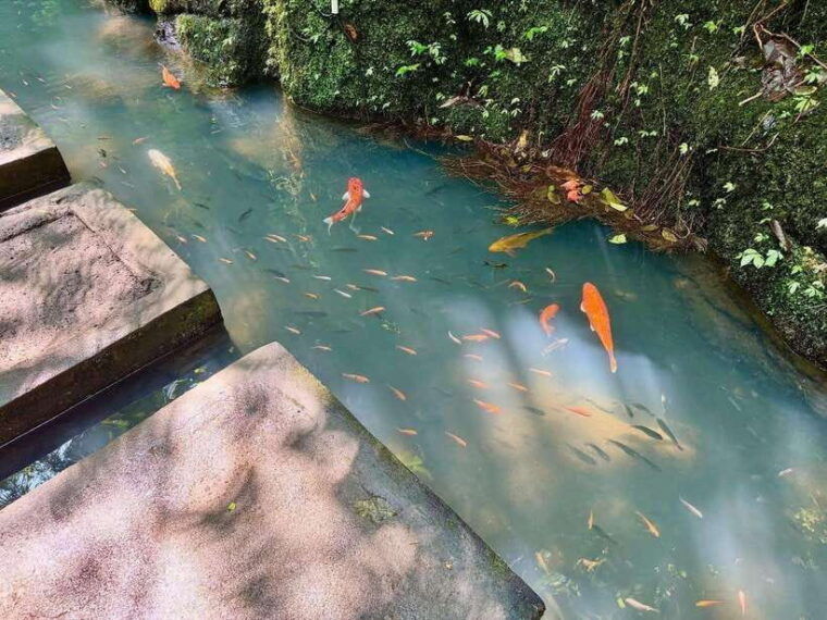 ubud-hidden-waterfall-monkey-forest-rice-terrace-swing