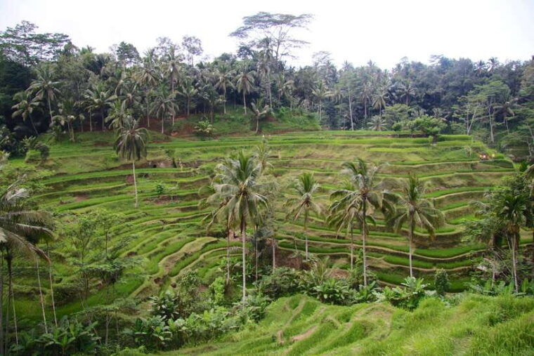 ubud-monkey-forest-and-rice-terrace-private-tour