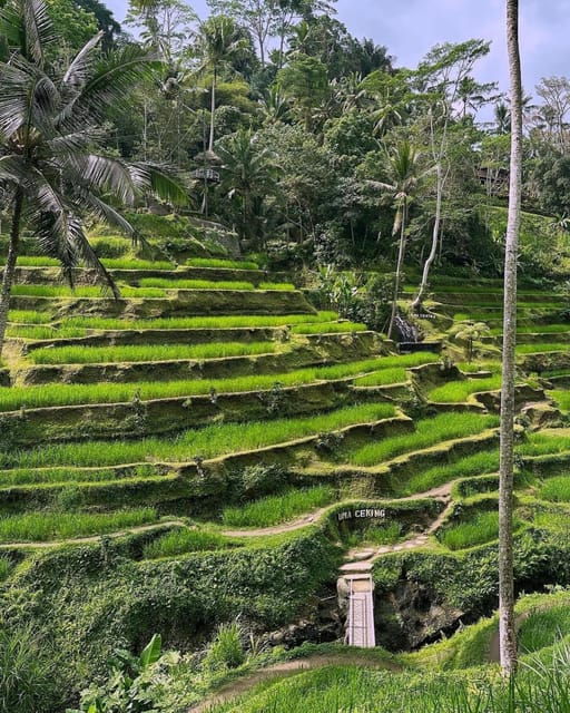 ubud-monkey-forest-rice-terrace-and-tanah-lot-sunset-tour