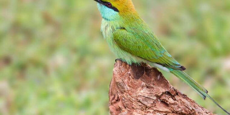 udawalawa-national-park-all-inclusive-private-day-tour