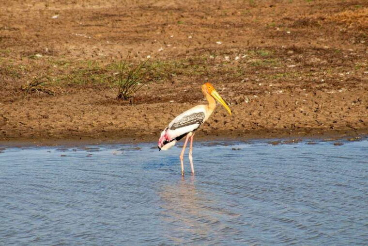 udawalawa-national-park-safari-elephant-transit-home-tour
