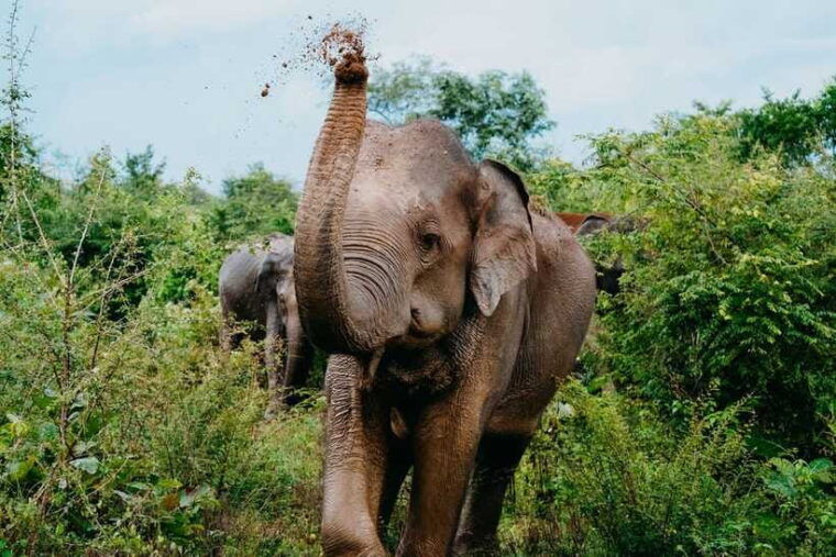 udawalawe-national-park-half-day-safari-tour