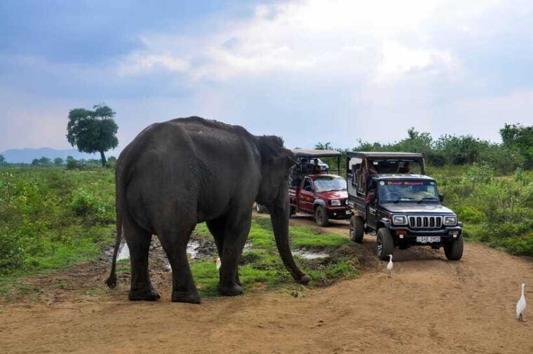udawalawe-national-park-private-safari-from-kalutara