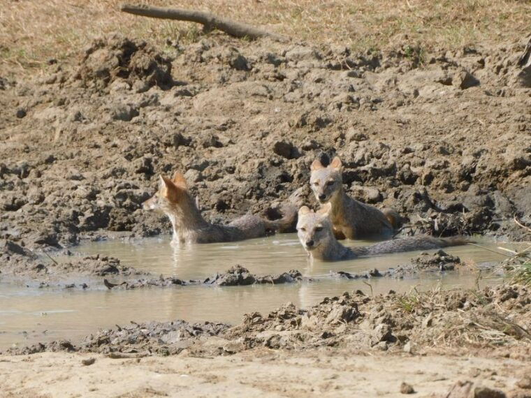 udawalawe-national-park-safari-tour-from-tissamaharama-yala