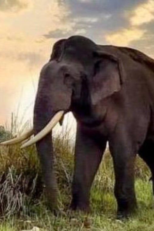 udawalawe-national-park-safari-with-experienced-driver-2