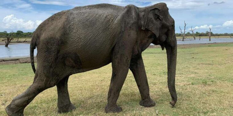 udawalawe-national-park-wildlife-safari-from-galle