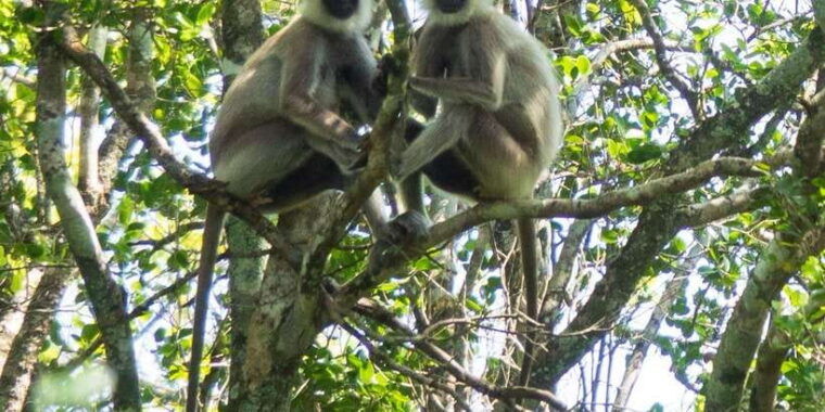 udawalawe-safari-private-tour-%f0%9f%90%98