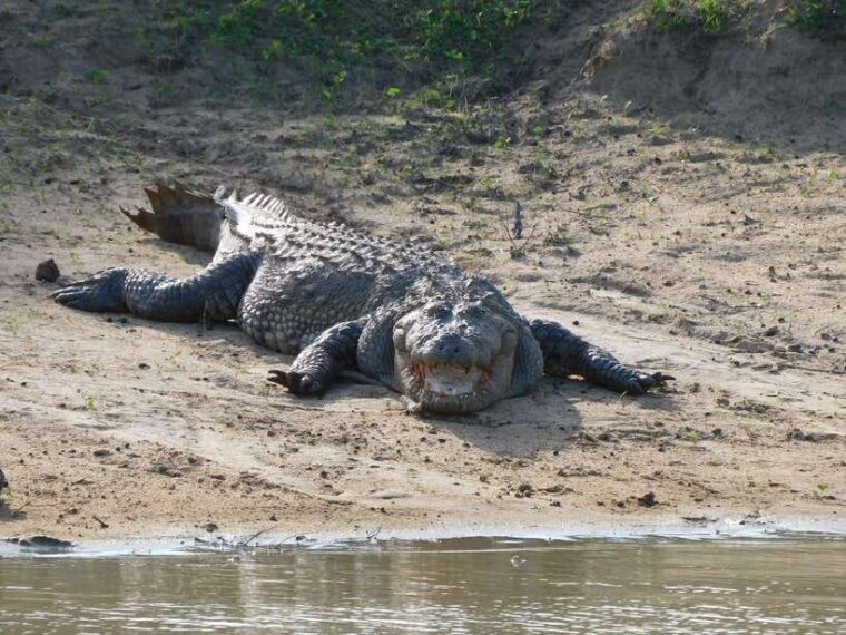 udawalawe-safari-tour-from-hambantota-portshore-excursion