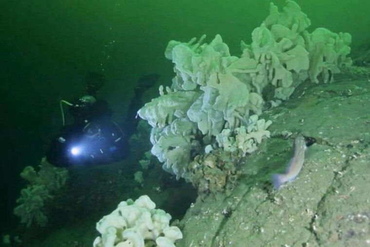 vancouver-boat-dive-for-certified-divers