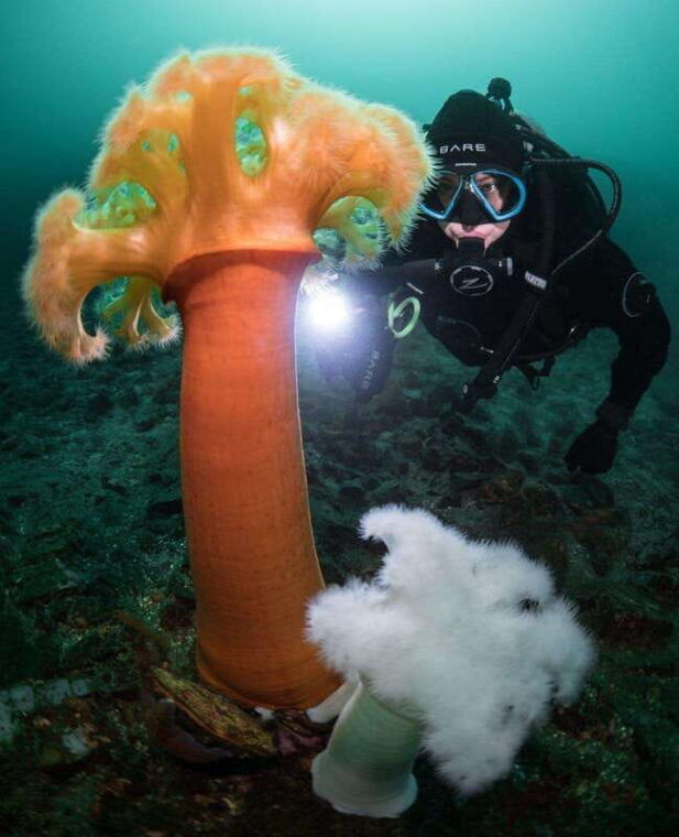 vancouver-discover-the-best-scubadiving-sites-by-boat