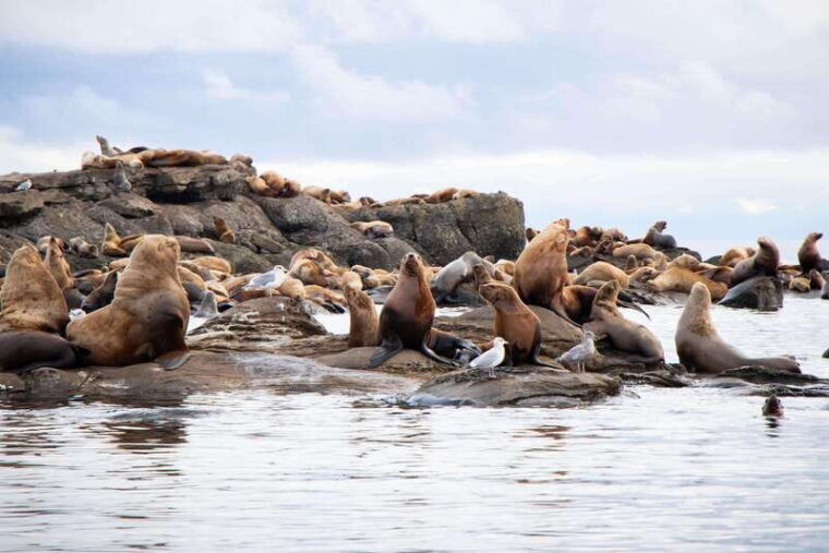 vancouver-island-campbell-river-whales-wildlife-adventure