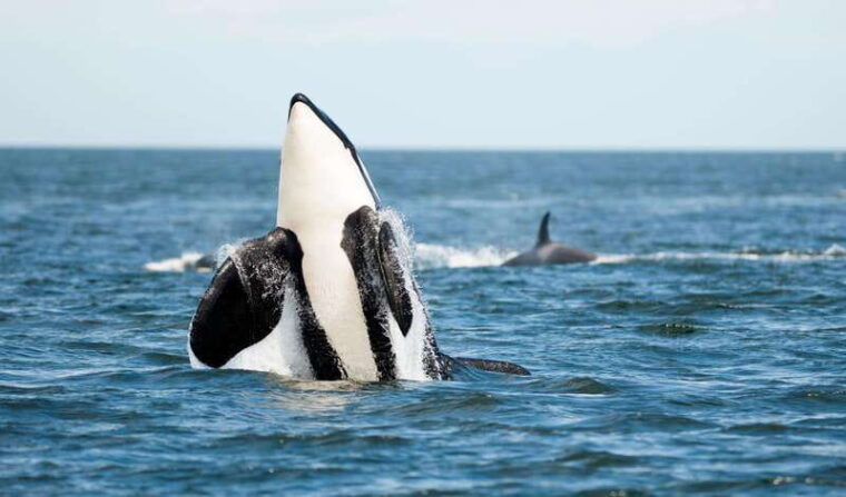 vancouver-island-cowichan-bay-sunset-whale-watching-tour