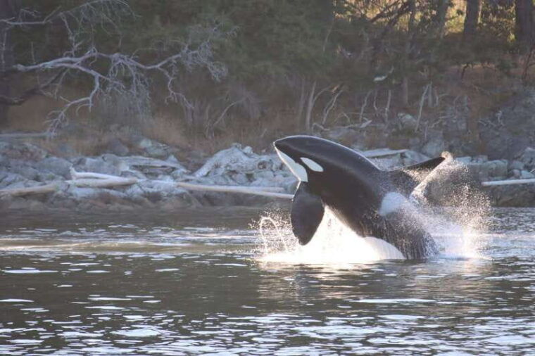 vancouver-whale-watching-safari
