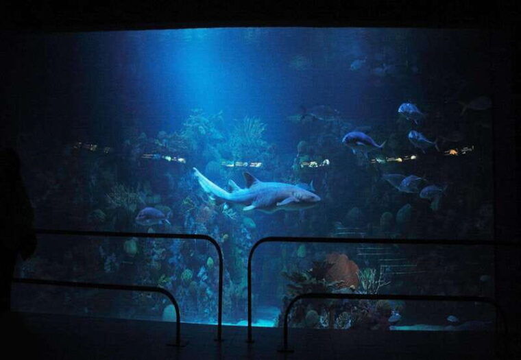 veracruz-panoramic-sightseeing-city-tour-and-aquarium